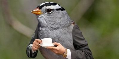 налсовна слика