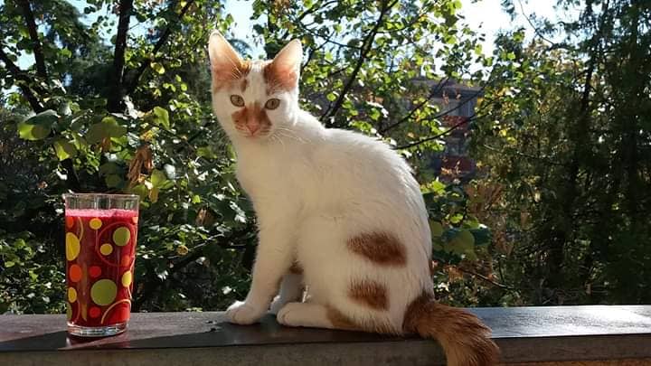 налсовна слика