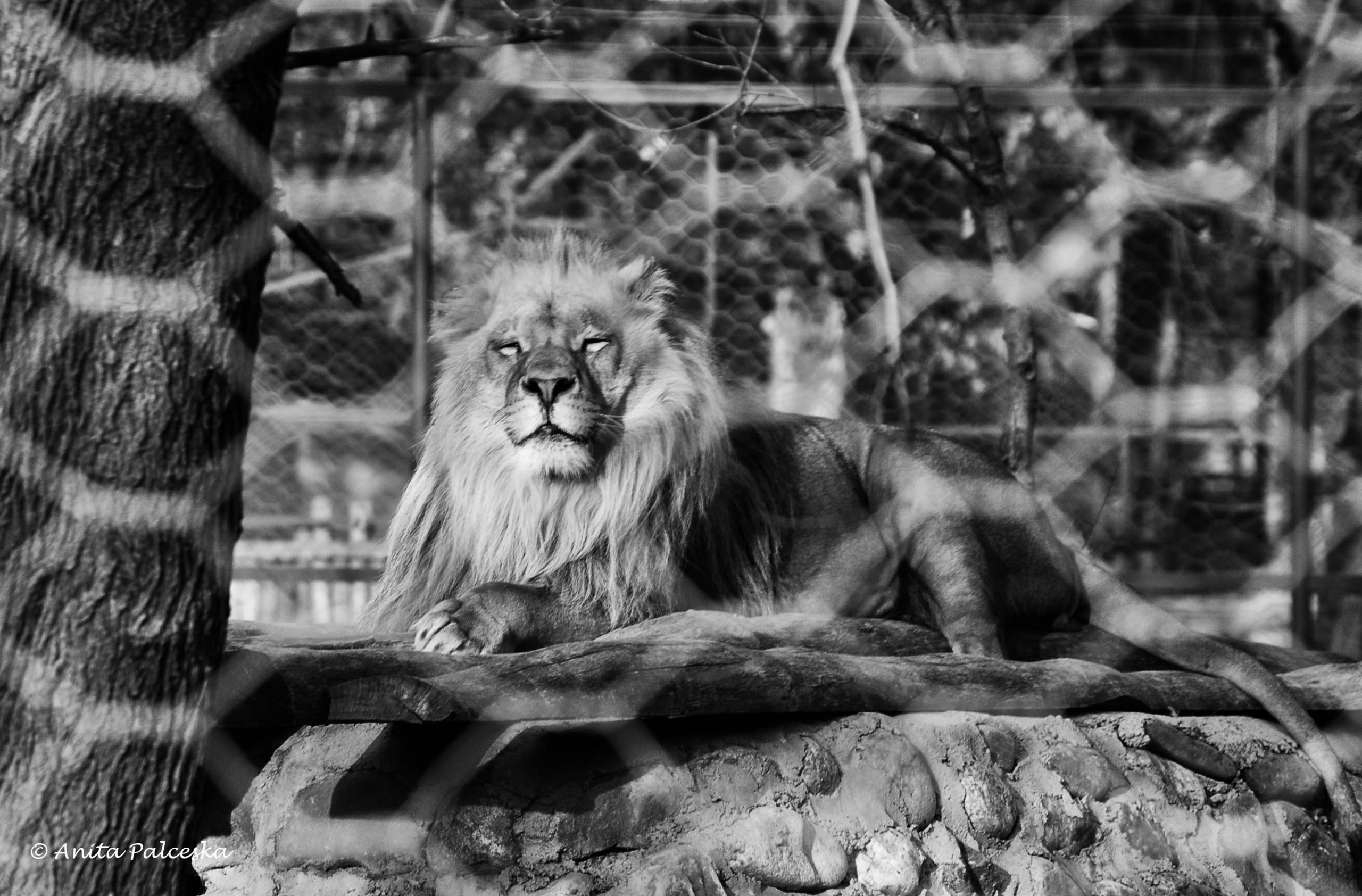 налсовна слика