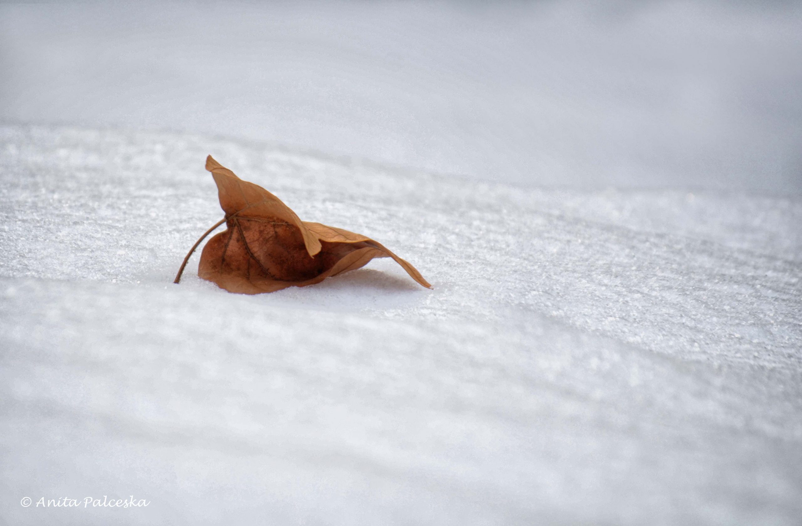 налсовна слика