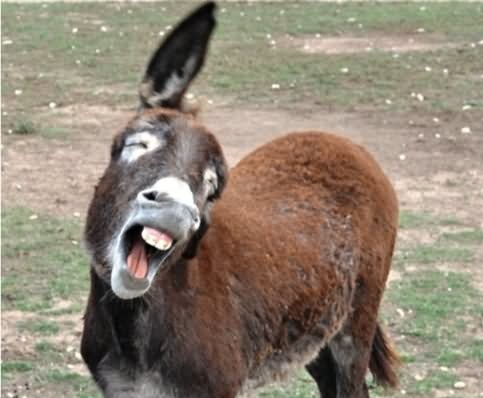 налсовна слика