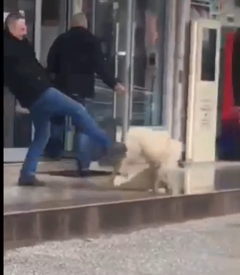 налсовна слика