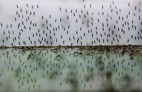 налсовна слика