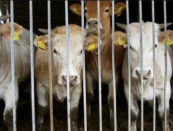 налсовна слика