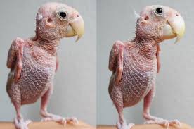 налсовна слика