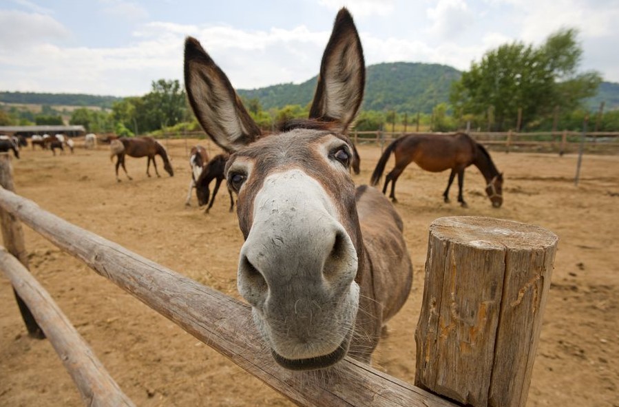 налсовна слика