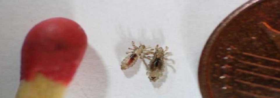 налсовна слика